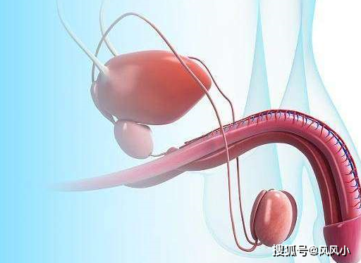 一半男性想调养前列腺,多喝3种水,前列腺疾病可能会""