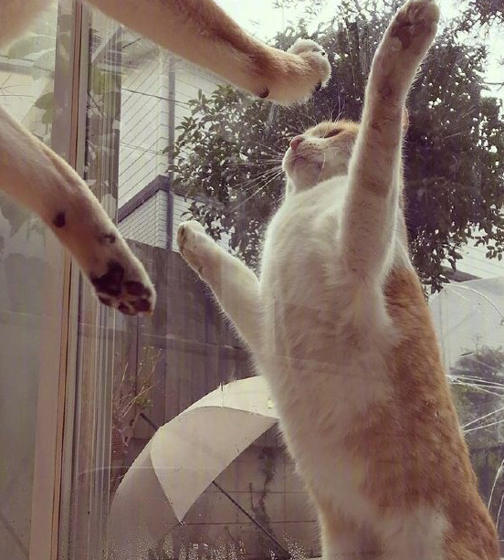 真是一对活宝,橘猫和柴犬成好朋友,每天隔着窗户碰面_狗狗_猫咪_主人
