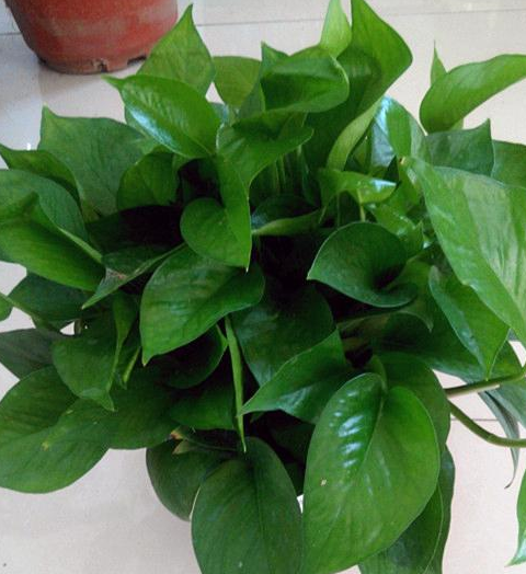 冬天里,怎么让绿萝还能绿油油?做好6点管理,冬天还能!