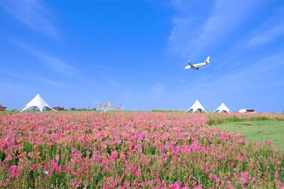 热闹新春,一起来空港花田看飞机,逛花海和你一起收录2024新年奇妙时光