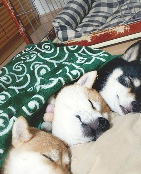 柴犬现在到底啥价格?_不知道