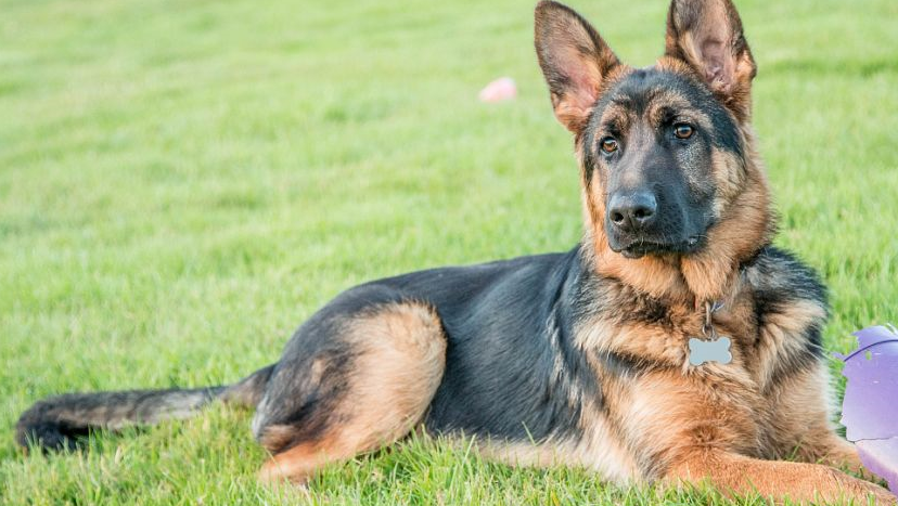 为什么大家怕养"德牧"?不仅仅因为它是禁养犬_主人_髋