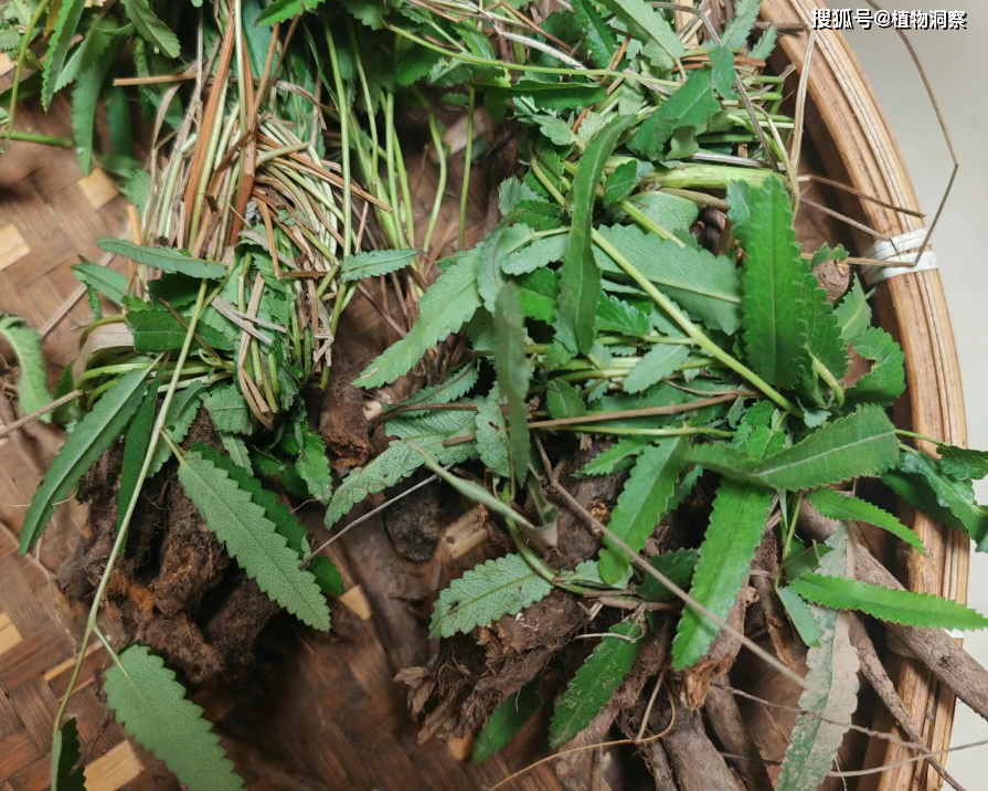 翻白草,又叫叶下白,鸡腿根,有4大作用,价值极高,农民朋友要了解!