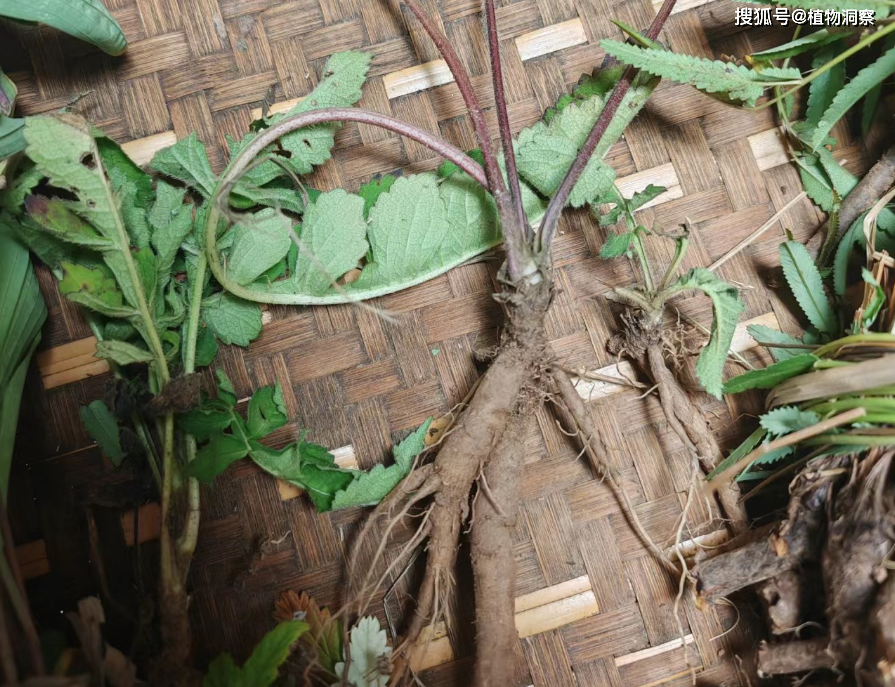 翻白草,又叫叶下白,鸡腿根,有4大作用,价值极高,农民朋友要了解!