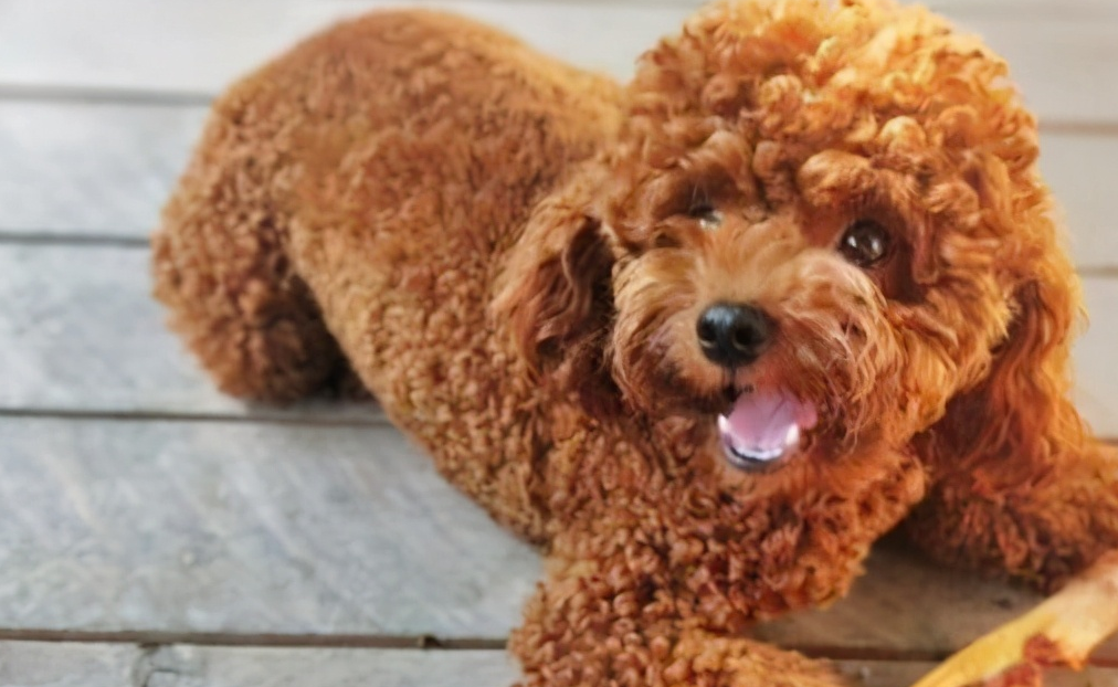 泰迪犬这几种情况,都是因为没挤"肛门腺"造成的!_平时