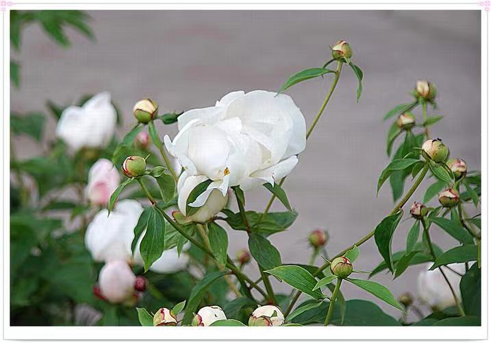 白芍对皮肤的好处_成分_护肤品_肌肤