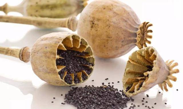 受武警24小时保护的中国农名,他们种的东西十分特殊_罂粟_国家_毒品