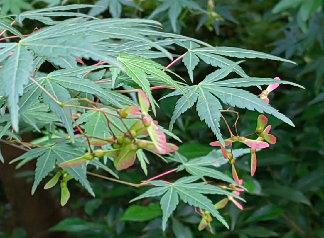 鸡爪槭(学名:acer palmatum thunb.