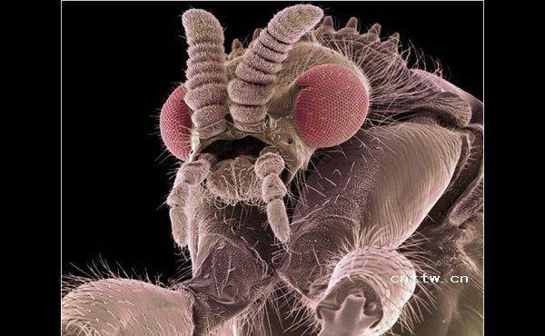 一只跳蚤就轻易摧毁了成吉思汗苦心建立的所向披靡的蒙古大军_瘟疫