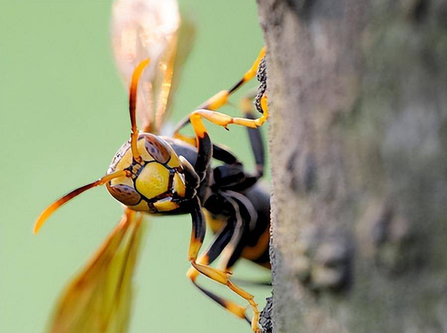 直到警方介入调查,将她拘捕,周华才"配合"地交代说,自己只是捡了只