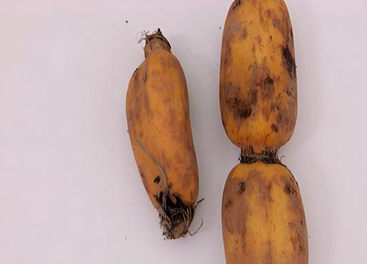 外行人买"它"挑白的,识货的知道越脏的越好,白的菜贩!