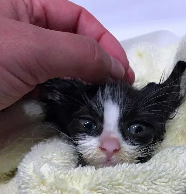 两只被遗弃在路边的流浪小奶猫,命中注定成了难兄难弟