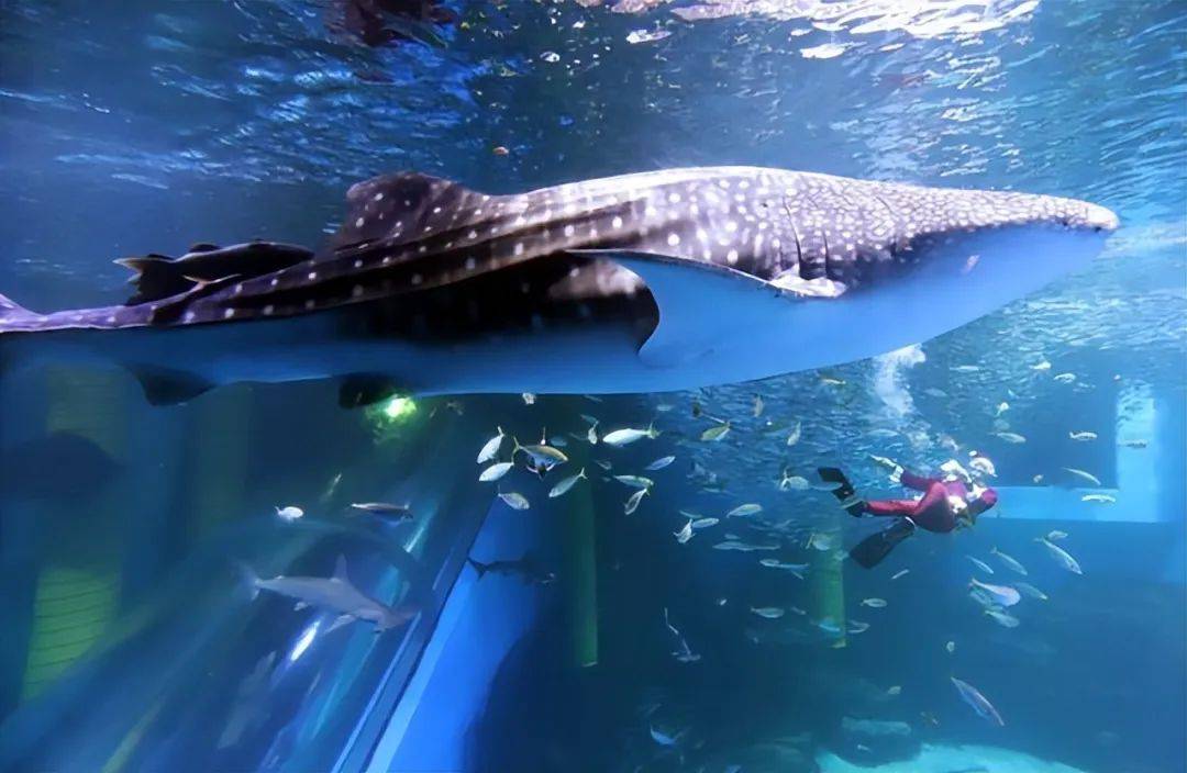 难养的秘密:水族馆的鲸鲨为何寿命如此短暂?