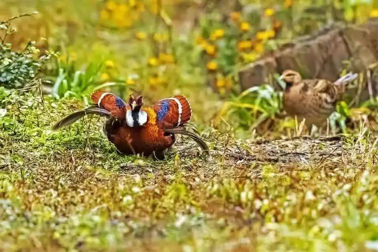 鸟类中的大熊猫白颈长尾雉,属国家一级保护鸟类_我国_三明_白鹇