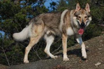 哈士奇与狼犬"战斗",二哈先发制人,下一秒场面十分!