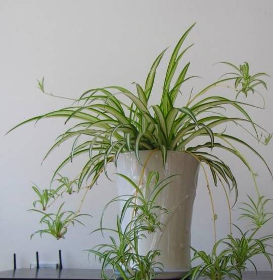 吊兰不长个,抽穗少,稀稀疏疏的,给它补一补,抽穗多到看不见盆_根系