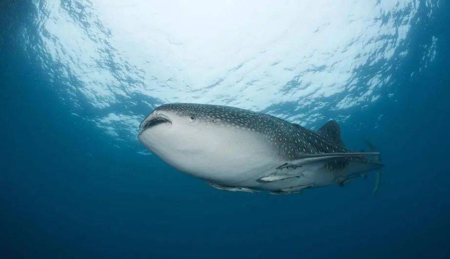 难养的秘密:水族馆的鲸鲨为何寿命如此短暂?