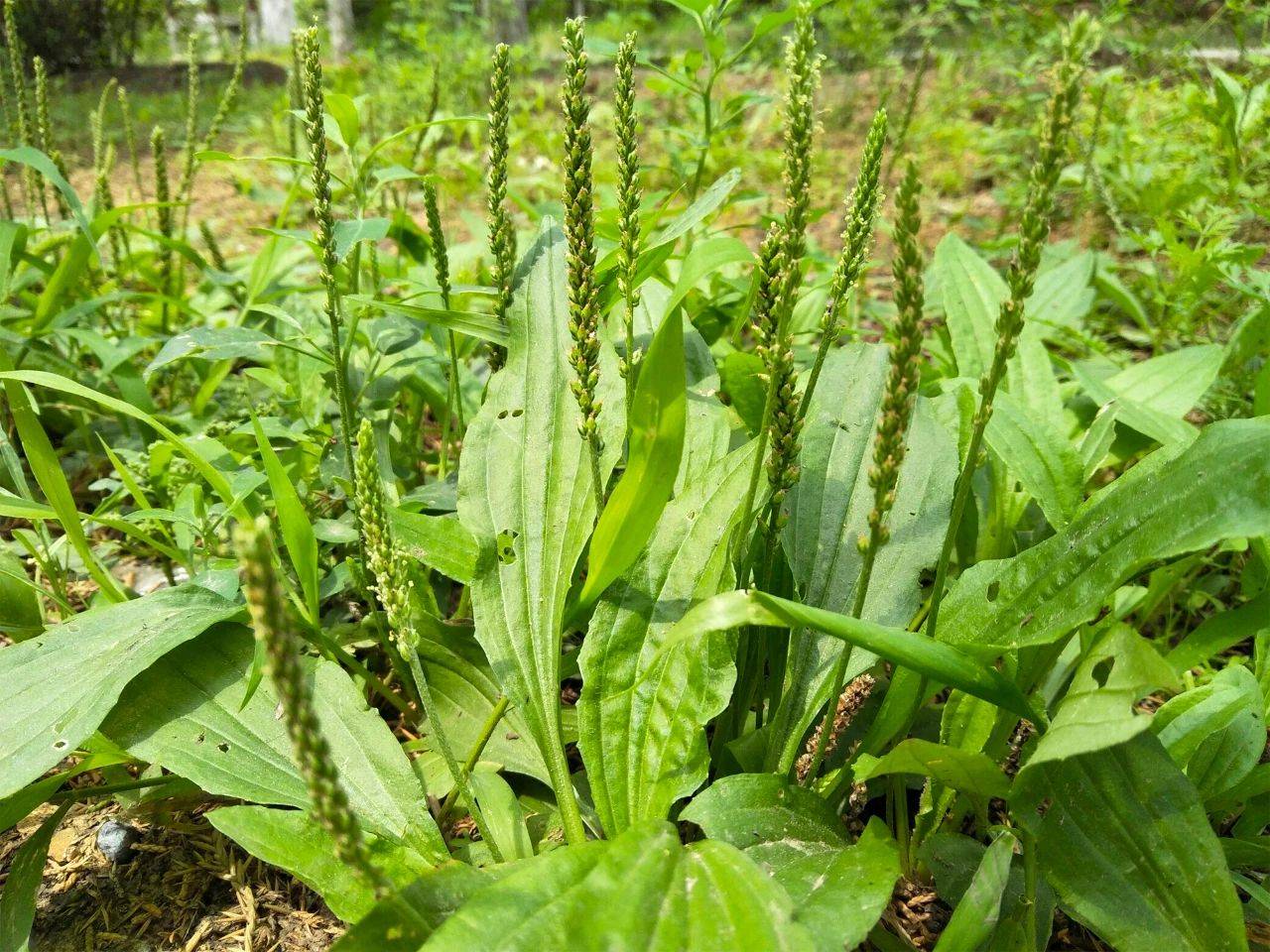 送你一份春季野菜大图鉴,教你轻松识别10种野菜,喜欢别错过