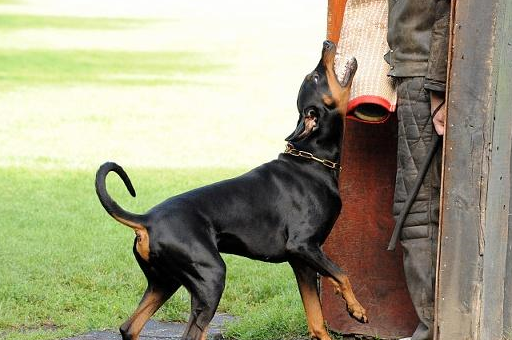 杜宾犬训练的时候需要注意哪些 以及对杜宾犬的了解