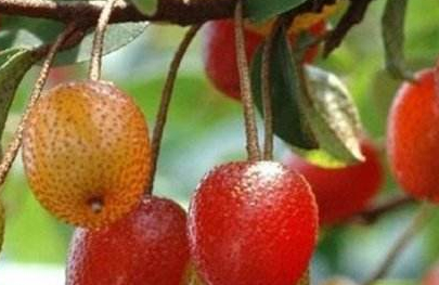 羊奶果一般都是先年就结果,未成熟是为青色,成熟后就变得鲜红色或者