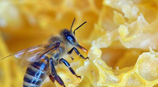 蜂胶_养蜂_吉林省