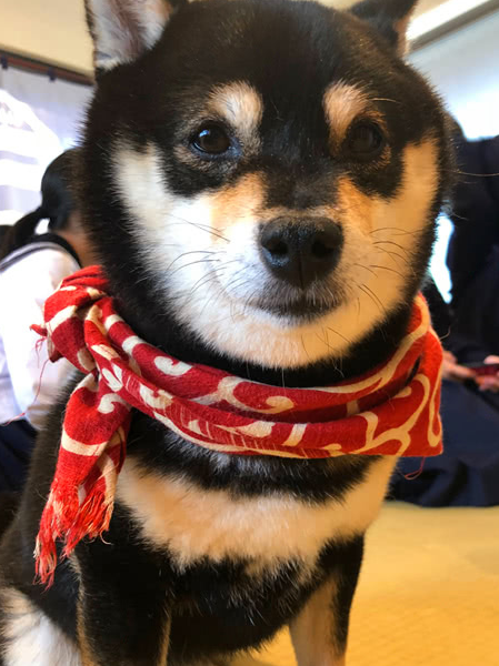 咖啡店提供撸狗服务,柴犬们自给自足,能赚狗粮还得到