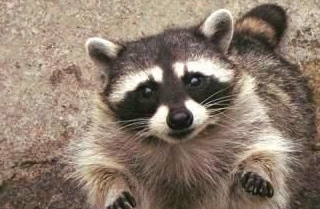 当小浣熊学会撒娇卖萌求抚摸,你么?