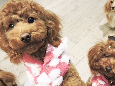 饲养泰迪犬一定要远离这4点,如此下去对它是一种"残害