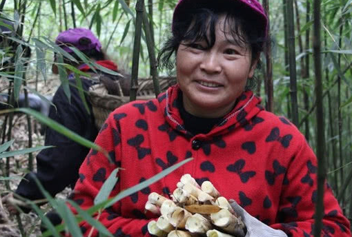 它被称为"笋中之王",1斤可以卖到10元,农民靠它年赚