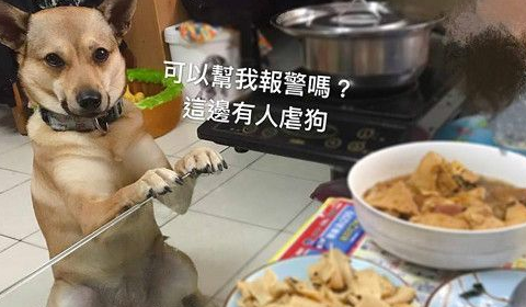 理智受到一万点伤害!汪抱手萌眼逼视萌炸妈:分我一口_