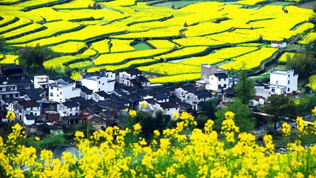 春季婺源,江岭,庆源,龙池汰,篁岭油菜花,民俗人文,徽州风光旅游摄影团