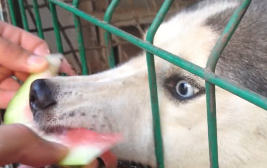 笼子_主人_表情