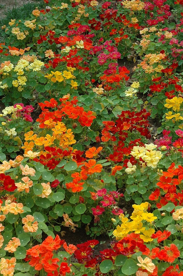 处女座辛丑年春天,分手后另觅真爱_爱人_对象_手机