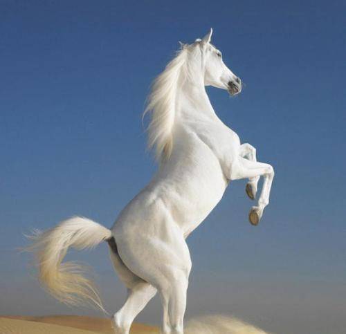 的卢马真的谁骑妨谁吗?却又为何不妨刘备,张飞呢?_本