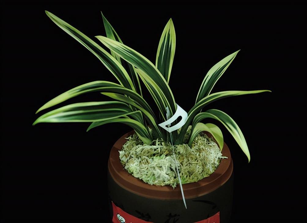 寒兰 (天道素)寒兰 (天德)墨兰 (白玉素锦呈祥艺)墨兰 (达摩瑞玉转覆