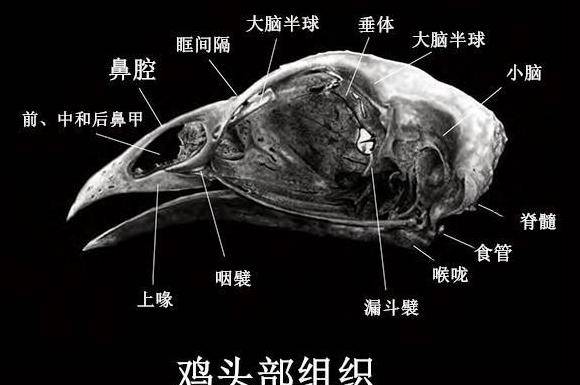 在砍鸡头的时候不知道用了什么神奇角度,他只切掉了麦克20%的大脑,而
