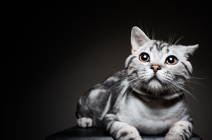 养豹子老虎犯法,但养"豹纹""虎斑"的猫却可以,野性又!