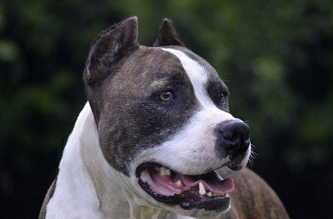 世界上最有敌意的狗,世界上最凶的狗第一名你绝对意想不到_性格_其它