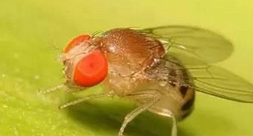 果蝇主要危害果实,成虫将卵产于与樱桃果实的皮下,孵化后,幼虫先在
