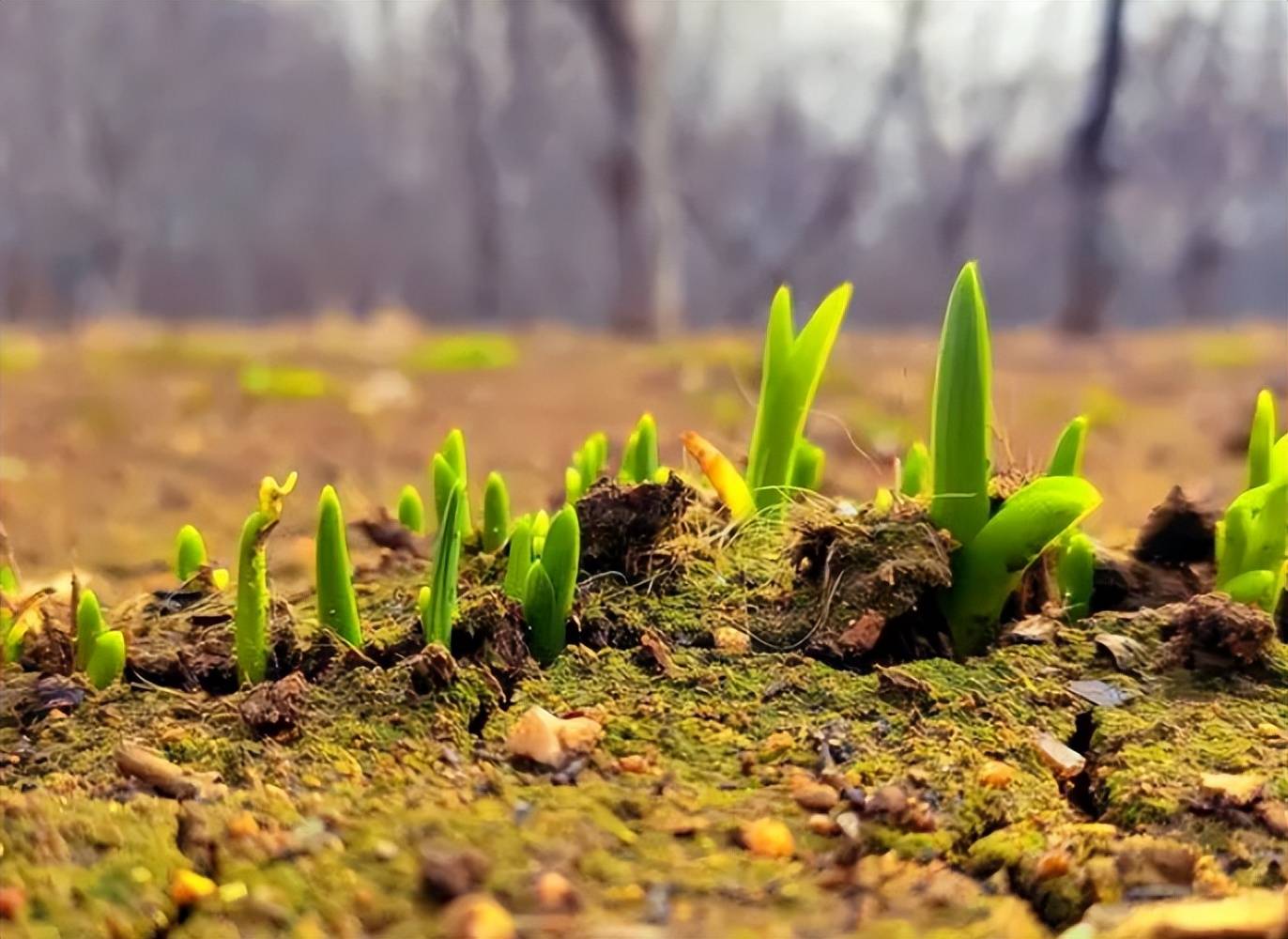 ppt 背景 壁纸 电脑桌面 发芽 绿色 绿色植物 嫩芽 嫩叶 新芽 植物