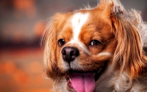 再者就是一些品种狗的鼻子比较短,如斗牛犬,八哥犬之类的也很容易中暑