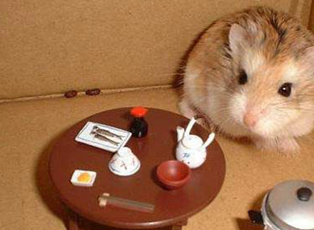 饲养仓鼠前的准备工作不能大意,直接抱着仓鼠回家可会