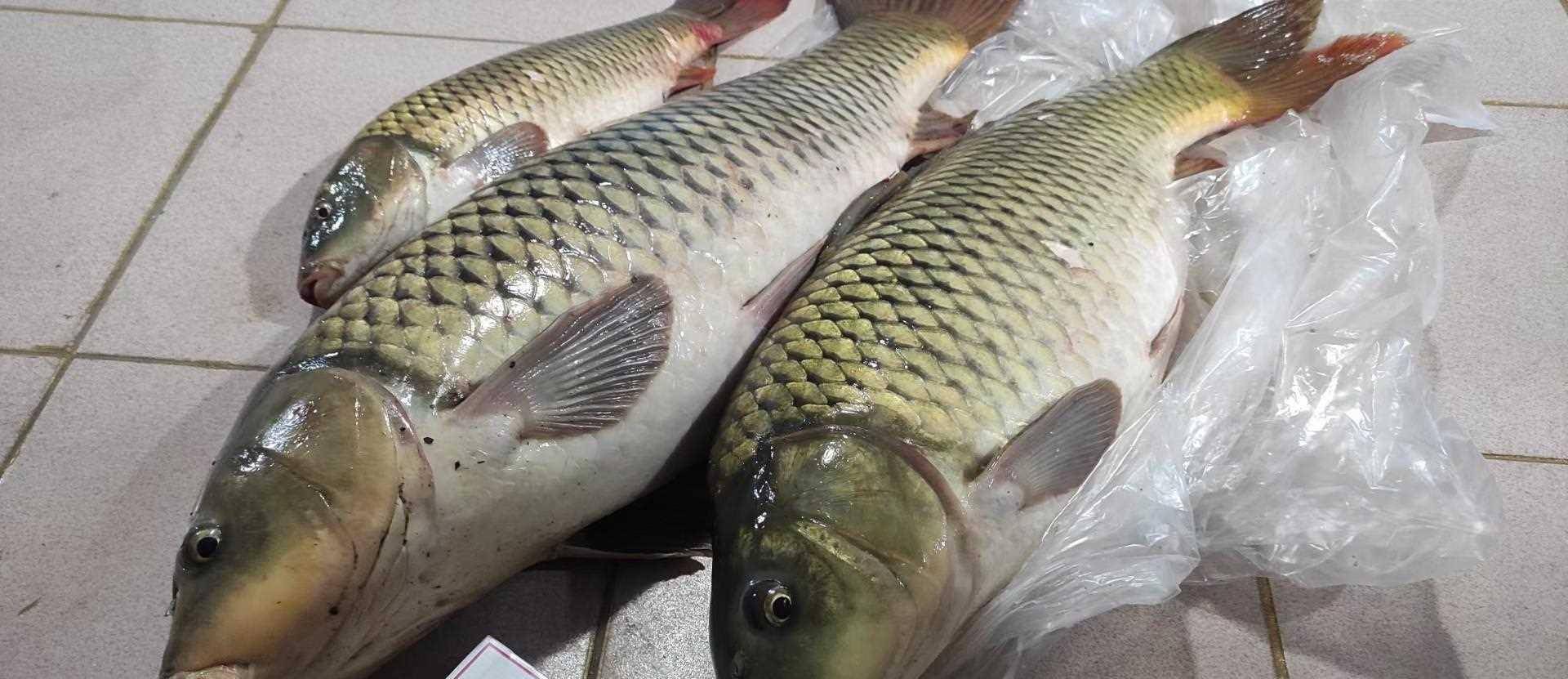 夏季野钓的"绝招",不挂失手绳我都不敢用,今天无私分享了_进行_天气