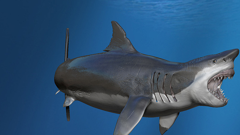 大白鲨狩猎虎鲸,一个致命缺陷被虎鲸利用,完成"反杀"!_进行_鲨鱼_深海