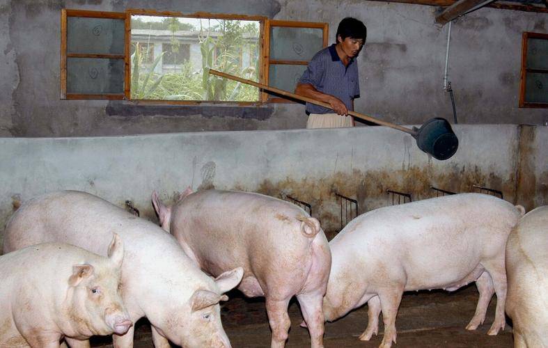 "迈向黄金时代:中国养猪业的未来十年展望"_规模化