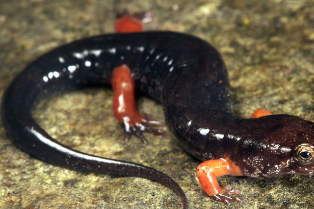 红腿蝾螈,"活泼"的断尾不仅能吸引捕食者,还有一项