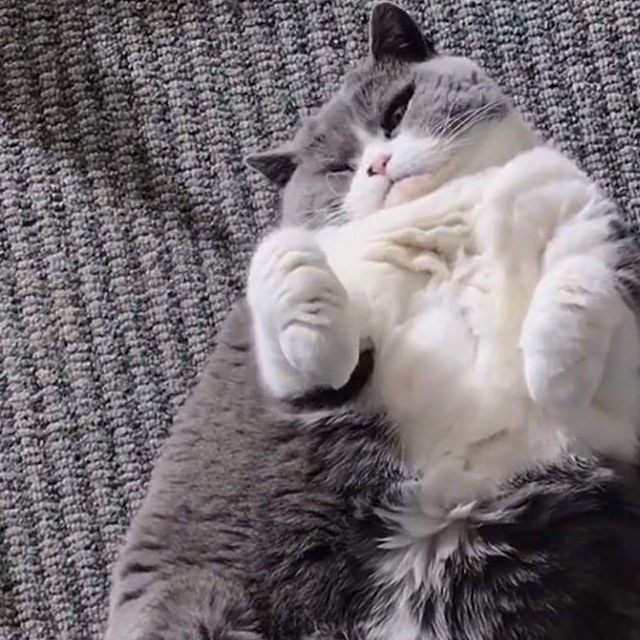 身体_猫咪_减肥