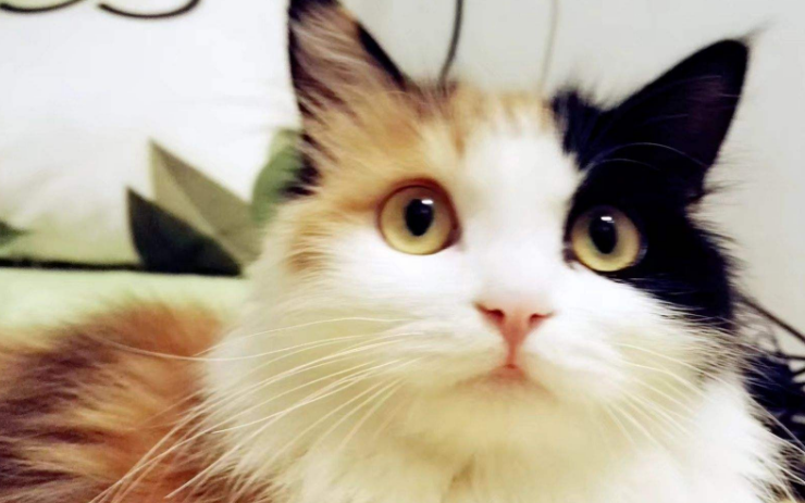 高冷的小猫咪有哪些奇葩的行为?爱喝马桶水算一个吧!