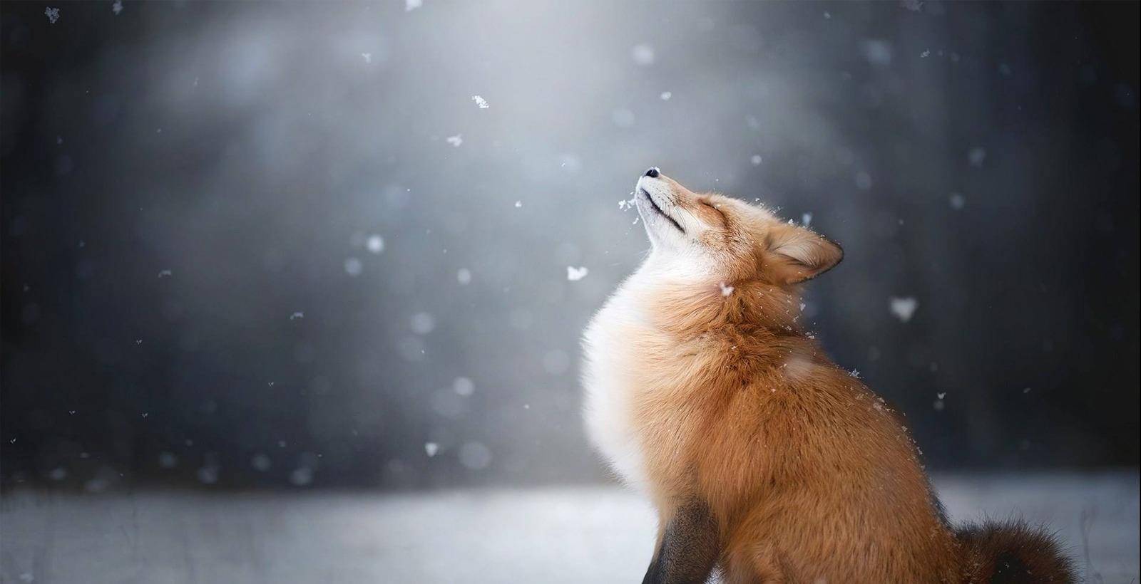 北京城2军阀争风吃醋,歌女失踪,是狐仙闹妖,还是别有?