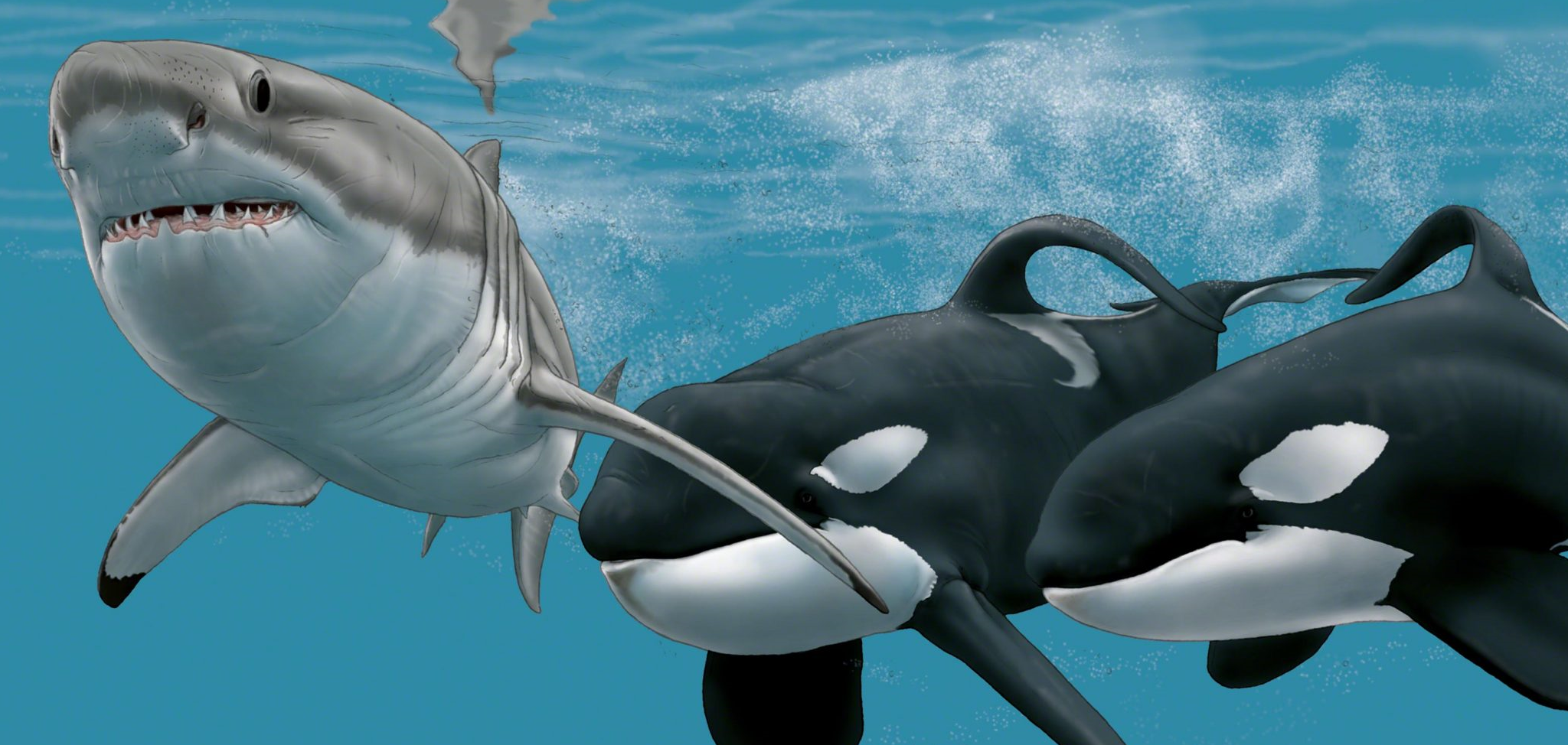大白鲨狩猎虎鲸,一个致命缺陷被虎鲸利用,完成"反杀"!_进行_鲨鱼_深海